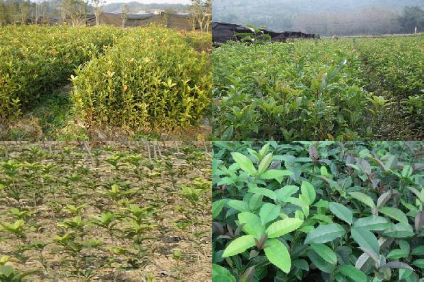 桂花树苗价格:分级包装提升品位 走民乐桂花树精品之路