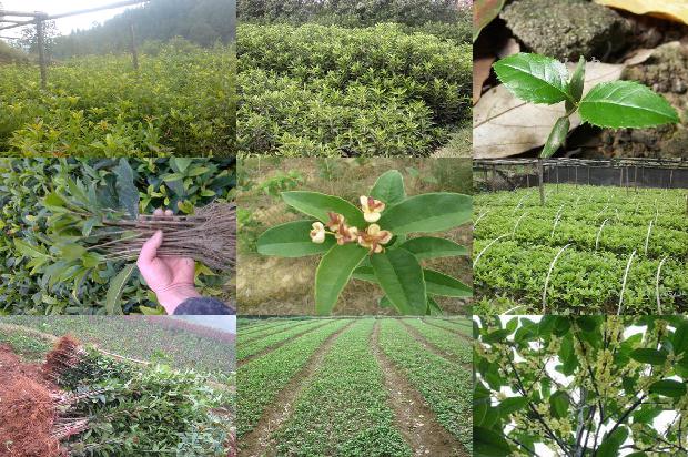 桂花树苗[几种低毒农药对桂花迟眼蕈蚊幼虫的毒力测定]1661184331599