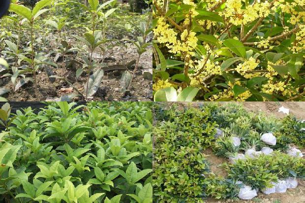 桂花树苗[几种低毒农药对桂花迟眼蕈蚊幼虫的毒力测定]1661184331610