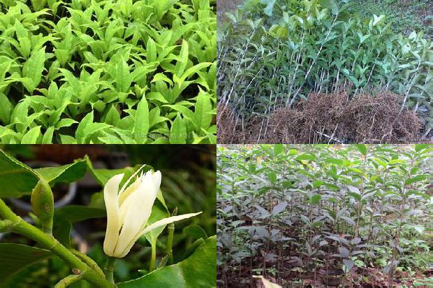 桂花树苗-专注桂花良种增收致富1661184343785