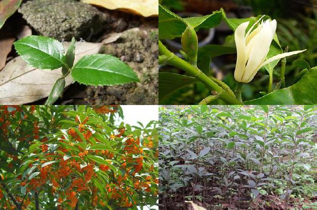 桂花树苗-专注桂花良种增收致富1661184343796