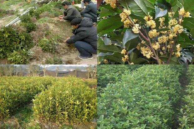 桂花树苗-沙地设施桂花苗期基质配方的筛选