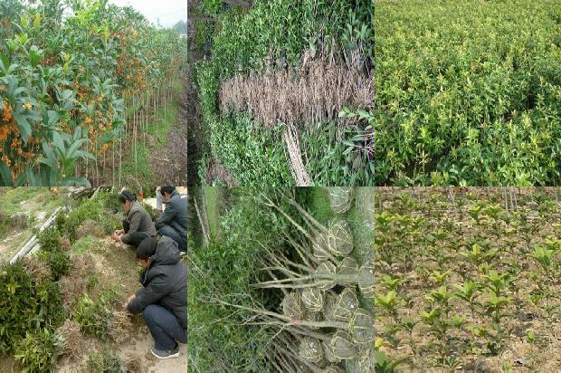 什么品种桂花树最好1690331669104