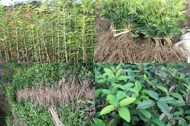 桂花树苗[桂花大棚栽培技术探析]1661184418963