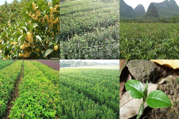 桂花苗价格-宁夏设施桂花连年高强度种植下对土壤特性的影响
