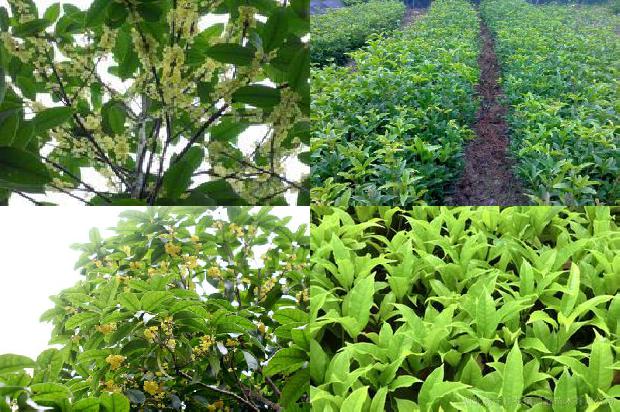 桂花苗价格「大桂花丰产栽培技术」