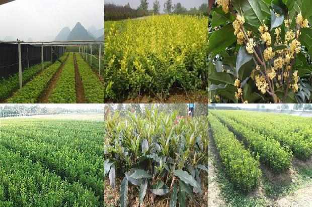 桂花苗价格_抗桂花花叶病毒病良种筛选试验1661270769785 桂花苗价格_抗桂花花叶病毒病良种筛选试验1661270769785