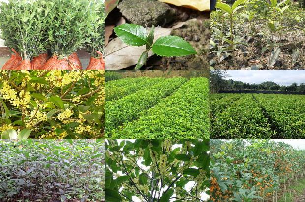 桂花苗价格「浅谈桂花树专用缓释肥在桂花树上的应用效果」