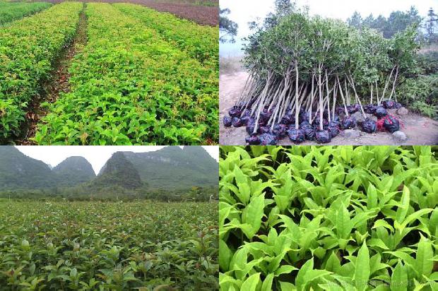 桂花苗价格「浅谈桂花树专用缓释肥在桂花树上的应用效果」1661270785618