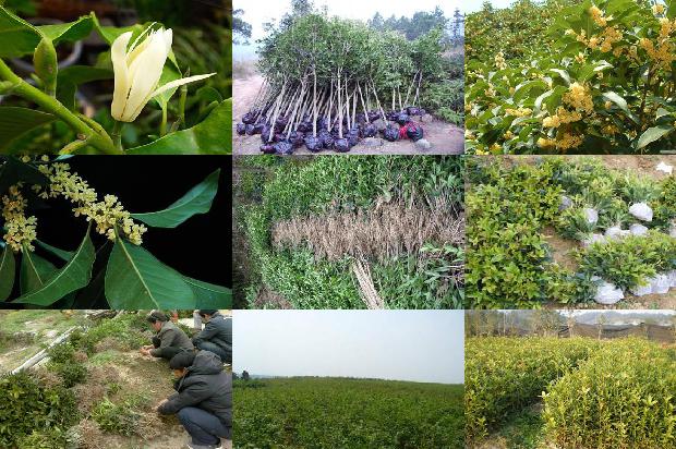 桂花树树枝移植方法1688862289459