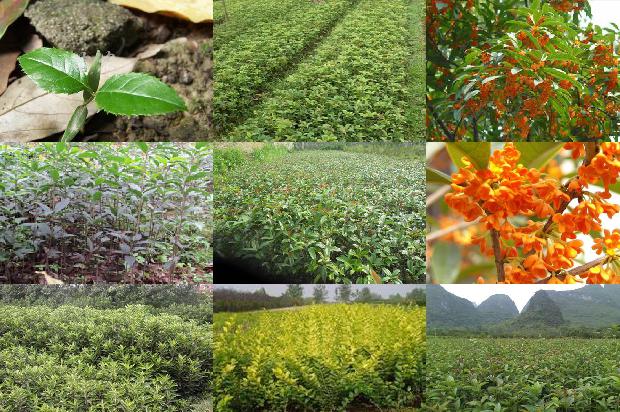 桂花苗价格「“大班授课小班实践”在《桂花树栽培学》课程中的探索与实践」1661270796748