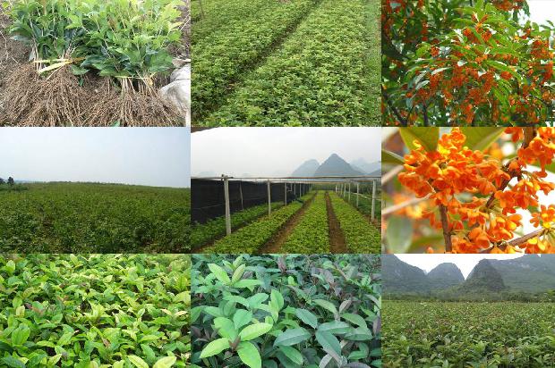 桂花树苗:米东区节能日光温室秋冬桂花—冬春番茄周年高产、高效栽培技术总结1661357166124