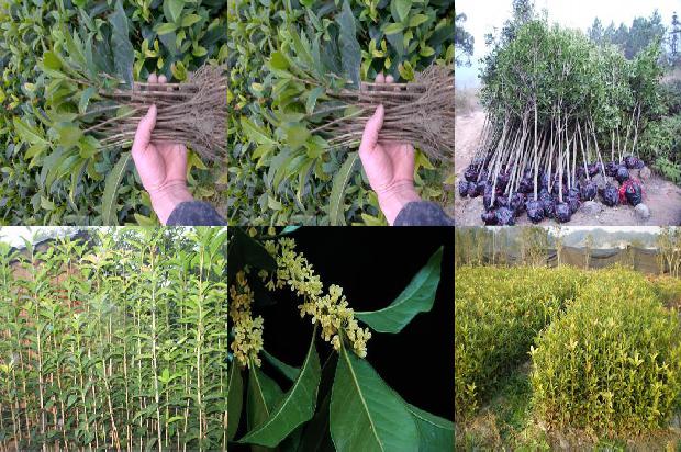 桂花乌龙茶怎么泡好喝又营养1689467734356