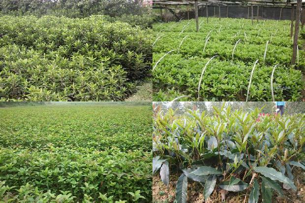 桂花树苗(药用桂花艾草的人工栽培技术)1661357231075