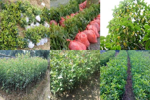 桂花苗价格[浅谈塑料大棚无公害桂花的栽培技术]