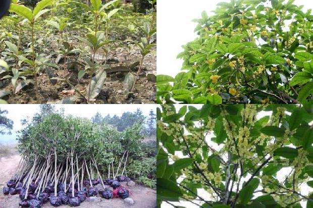 桂花苗价格-大棚桂花土传病害绿色防控技术1661443573341 桂花苗价格-大棚桂花土传病害绿色防控技术1661443573341