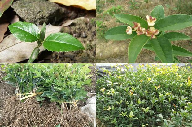 桂花苗价格-大棚桂花土传病害绿色防控技术1661443573374 桂花苗价格-大棚桂花土传病害绿色防控技术1661443573374