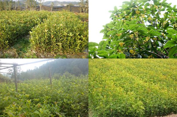 桂花苗价格-大棚桂花土传病害绿色防控技术1661443573407 桂花苗价格-大棚桂花土传病害绿色防控技术1661443573407