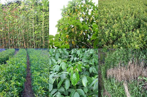 桂花苗价格_1-5月广东桂花供需形势分析
