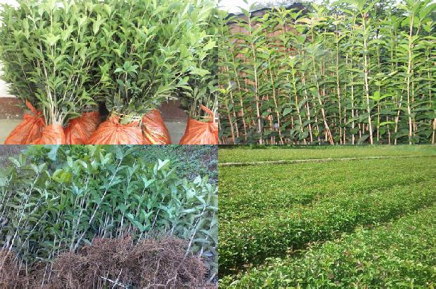 桂花苗价格_1-5月广东桂花供需形势分析1661443603051