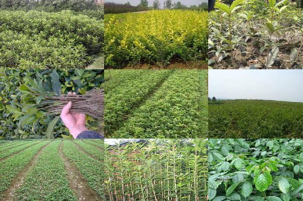 桂花苗价格_1-5月广东桂花供需形势分析1661443603062