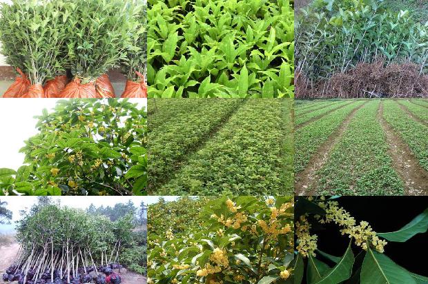 桂花苗价格_1-5月广东桂花供需形势分析1661443603073
