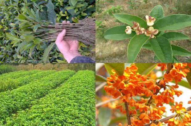 桂花苗价格_1-5月广东桂花供需形势分析1661443603083