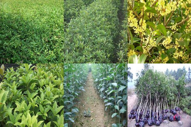 桂花苗价格_1-5月广东桂花供需形势分析1661443603094