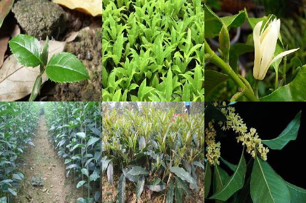 桂花苗价格_1-5月广东桂花供需形势分析1661443603105
