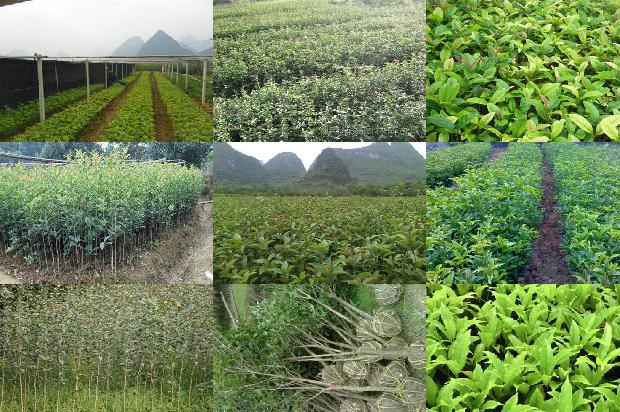 桂花苗价格[设施桂花土传病害绿色防控技术]