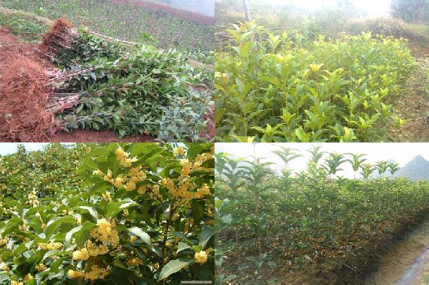 桂花苗价格[设施桂花土传病害绿色防控技术]1661443618044