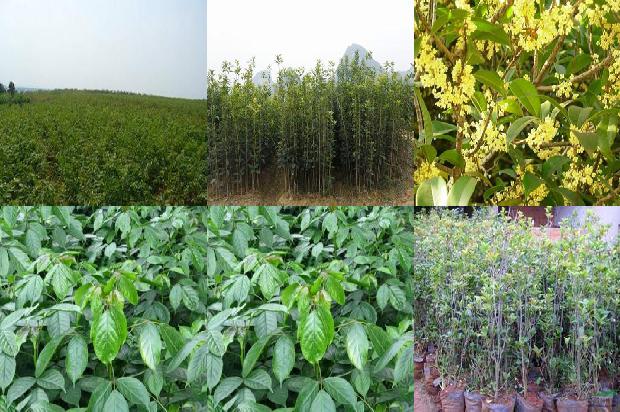 桂花苗价格_夏天桂花最甜时1661443642919