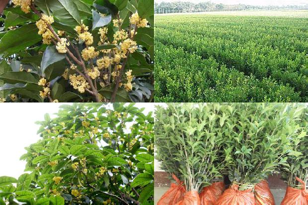 桂花乌龙茶多少钱一斤袋装1689467570377