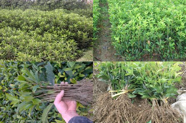 桂花苗-桂花树无公害种植及病虫害防治技术1661529981721