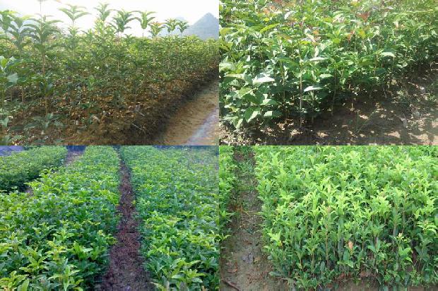 桂花苗-桂花树无公害种植及病虫害防治技术1661529981744