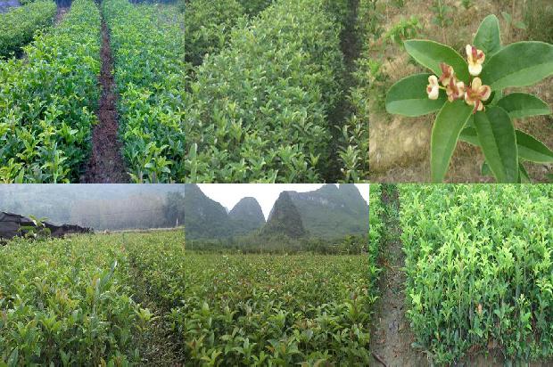 桂花苗-桂花树无公害种植及病虫害防治技术1661529981766