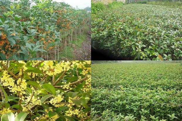 桂花苗-桂花树无公害种植及病虫害防治技术1661529981777