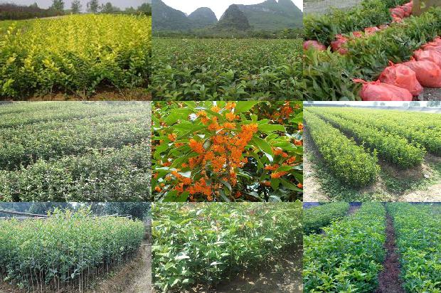 桂花苗[山东青岛2015年再建10 万亩桂花基地]1661529991894