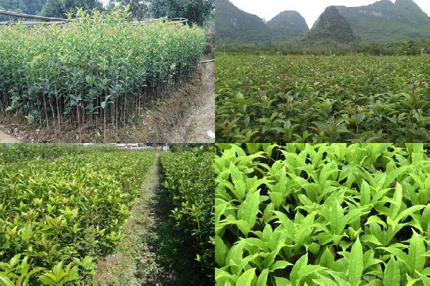 桂花苗_桂花树苗木的冬贮假植技术1661530000477 桂花苗_桂花树苗木的冬贮假植技术1661530000477