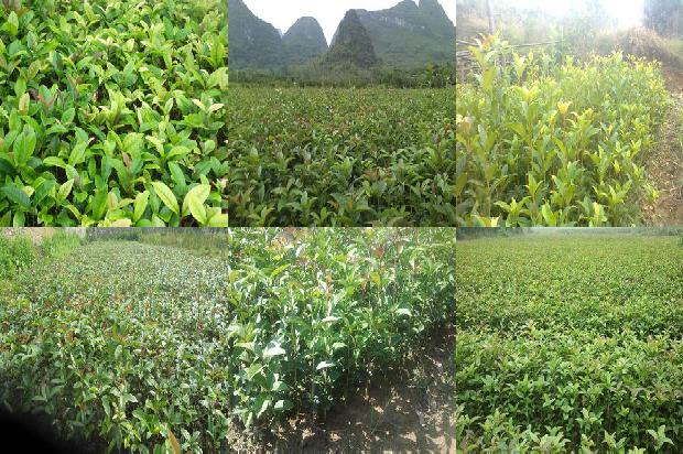 桂花苗(3次转型铸就蓉城桂花全产业链示范合作社典范)1661530011610