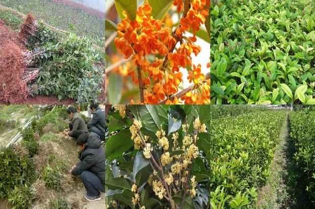 桂花苗:桂花树随想1661530067961