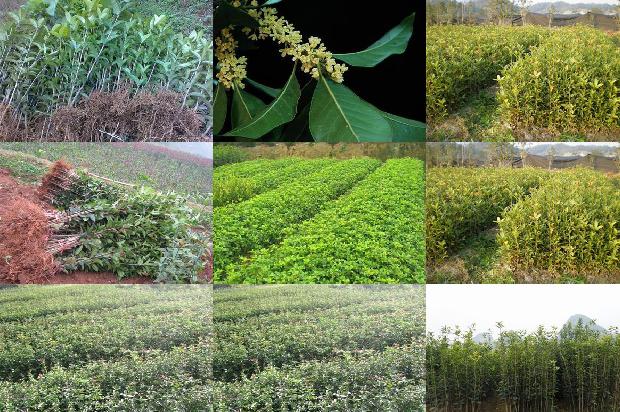 桂花树苗-3种杀虫剂对桂花迟眼蕈蚊的亚致死效应1661616361360