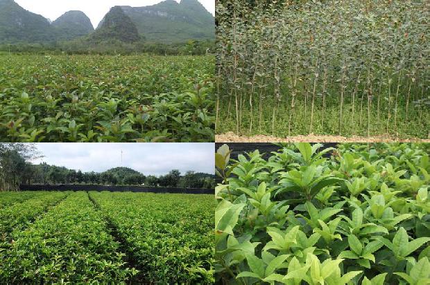 桂花树8公分需要几年才能结果1688948455014