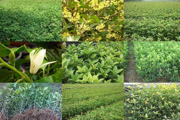 桂花能和罗汉果菊花一起泡吗1689121865665