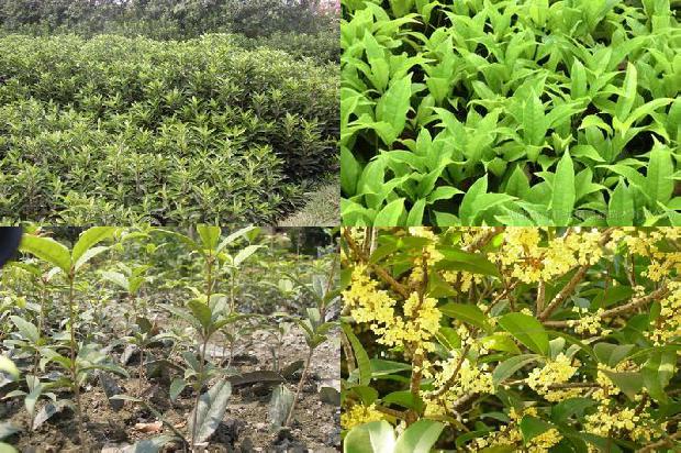 桂花树苗:夏季桂花树管理要点
