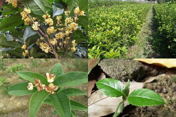桂花树苗「我国桂花灰霉病文献计量分析」