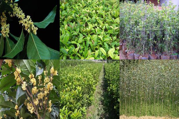 桂花树苗「我国桂花灰霉病文献计量分析」1661616395434