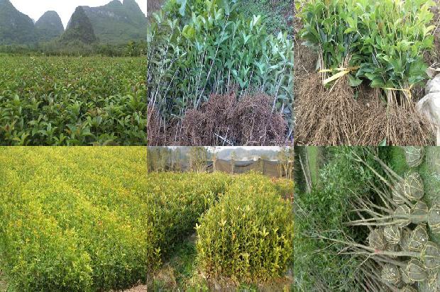 桂花树苗_甜桂花整形修剪中枝条的科学处理1661616409333