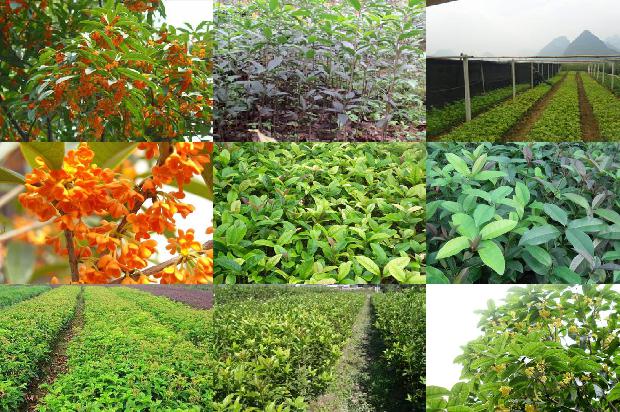 桂花树苗:主要落叶桂花树采果后病虫害防治技术