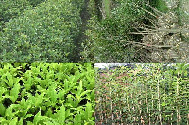 桂花树苗:主要落叶桂花树采果后病虫害防治技术1661616452046